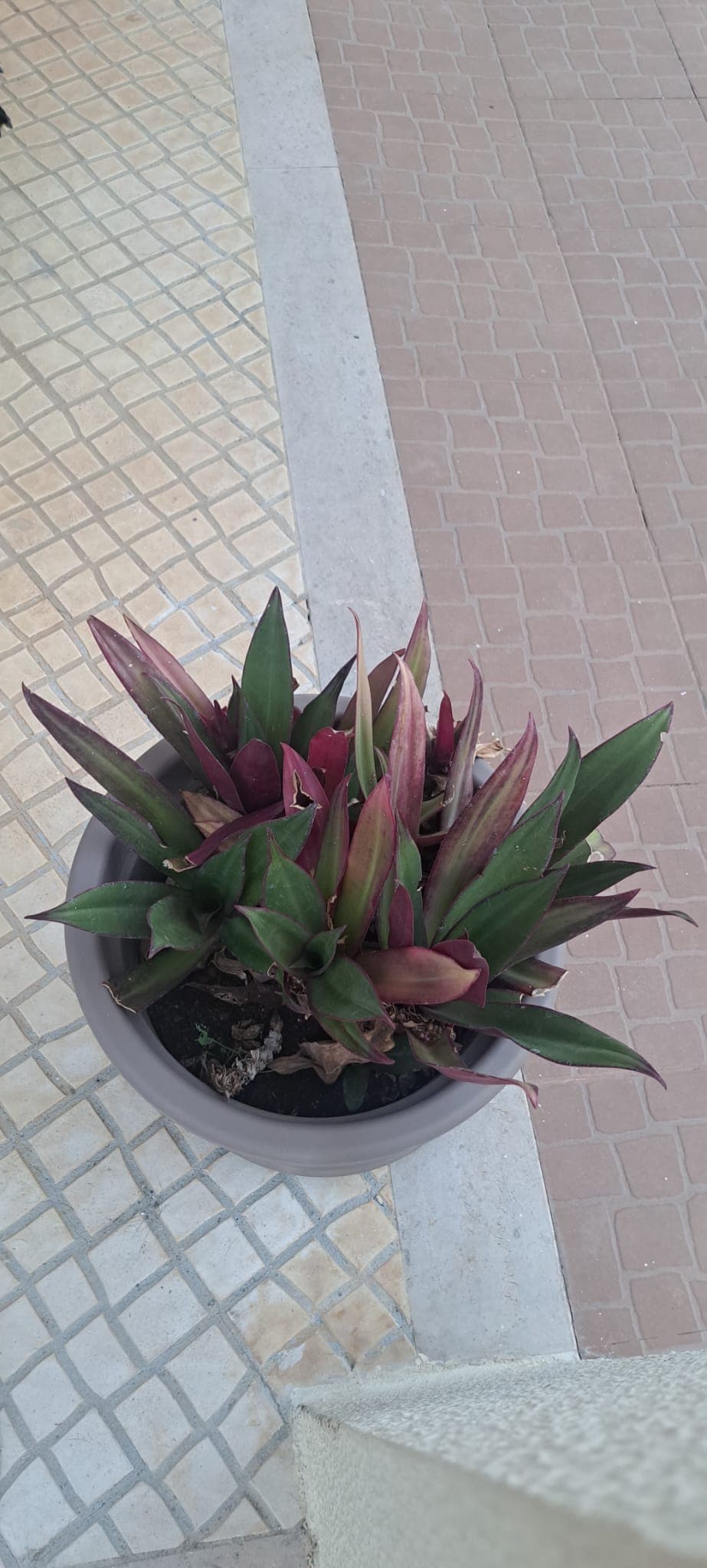 Língua de sogra