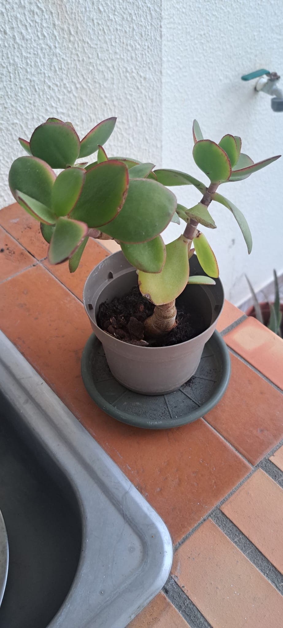 Planta de Jade