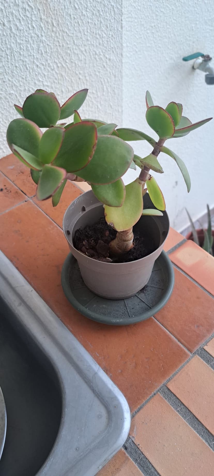 Planta de Jade