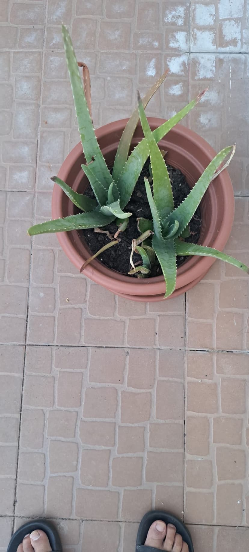 Aloe Vera